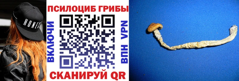 Купить  Верхотурье  Псилоцибиновые грибы Psilocybine cubensis 